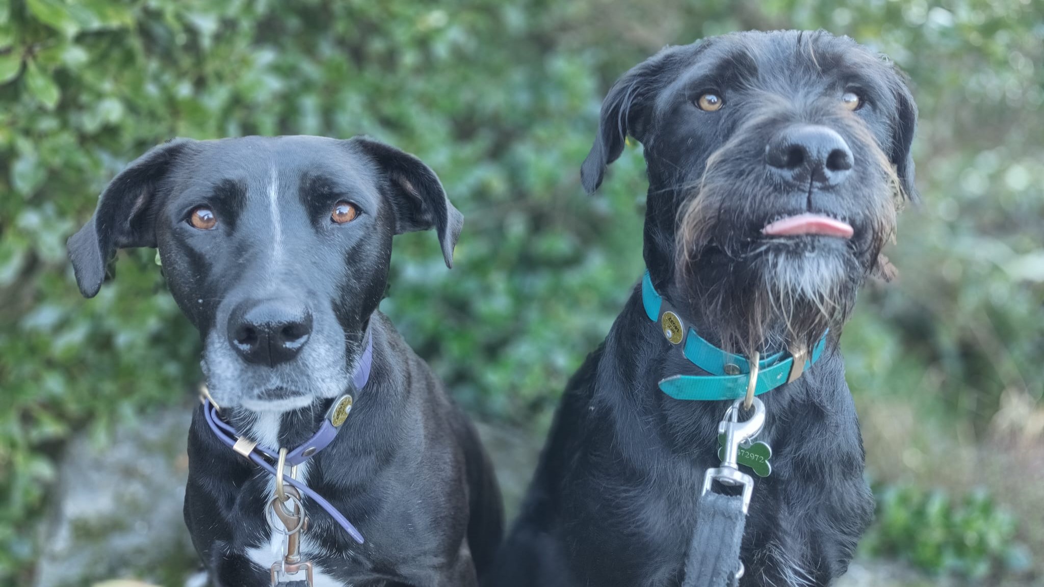 Meet the team_ Luna and Tama
